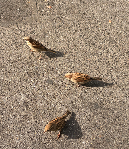 House Sparrow