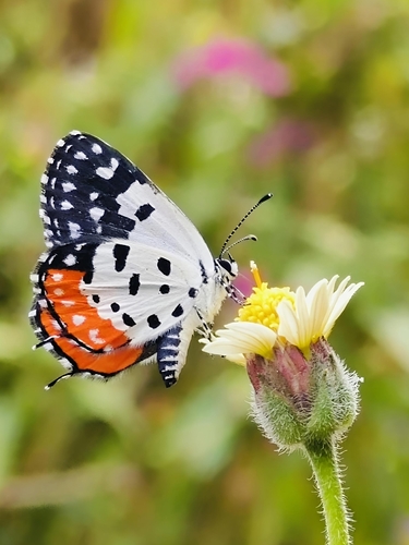 Red Pierrot