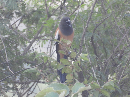 Rufous Treepie