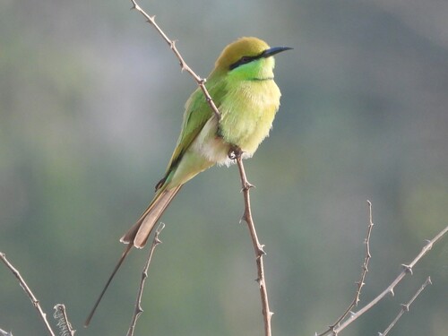 Asian Green Bee-eater
