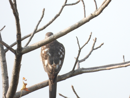 Shikra