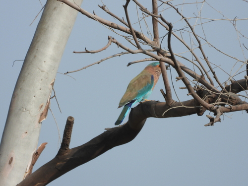 Indian Roller