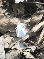 Lomographa semiclarata