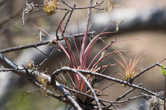 Tillandsia achyrostachys