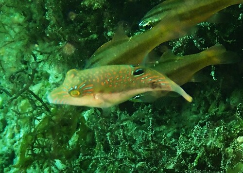 Canthigaster bennetti observed 2026-10-15