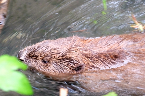 Eurasian Beaver