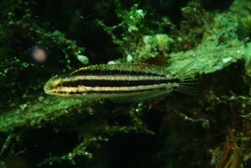 Petroscirtes breviceps observed 2026-10-15
