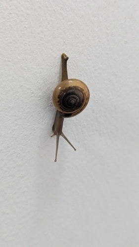 horntail snail
