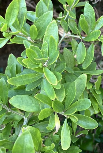 African boxthorn
