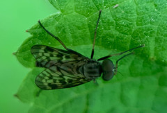 Rhagio punctipennis