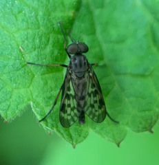 Rhagio punctipennis