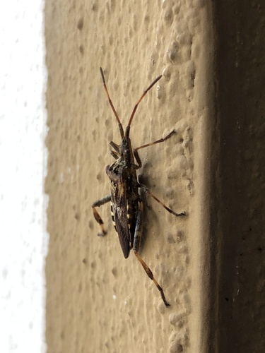 Western Conifer Seed Bug