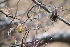 Tillandsia achyrostachys