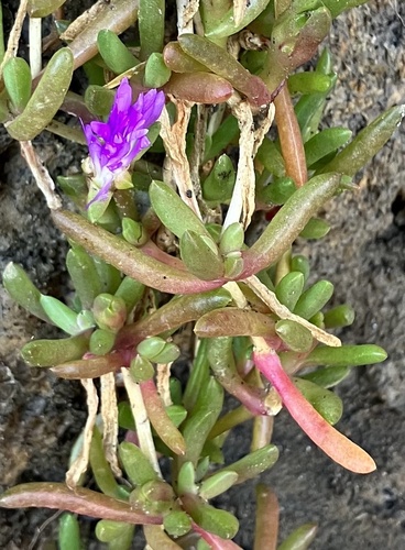 Purple Dewplant