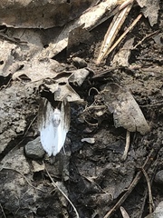 Lomographa semiclarata