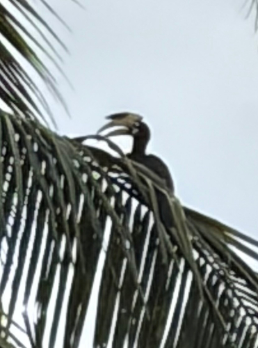 Malabar Pied Hornbill
