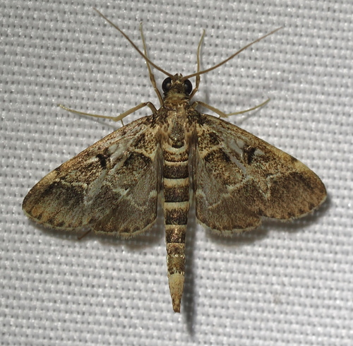 European Pepper Moth