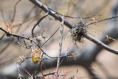 Tillandsia achyrostachys