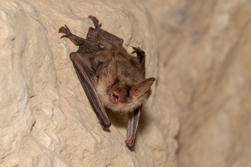 Mouse-eared Bat