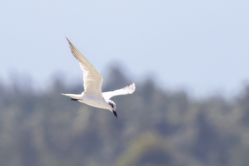 iNaturalist image