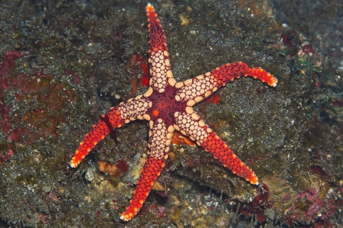 Fromia monilis observed 2026-10-08