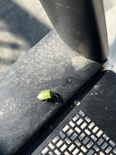 Southern Green Stink Bug