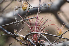 Tillandsia achyrostachys