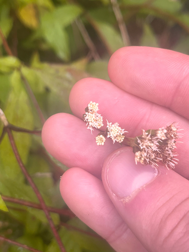 Ageratina riparia observed 2026-10-16