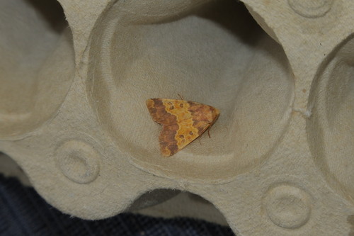 Barred Sallow