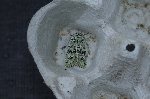 Merveille du Jour