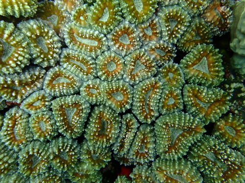 Lobophyllia corymbosa observed 2026-10-14
