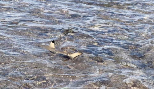 Blacktip Reef Shark