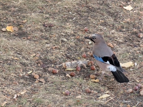 Eurasian Jay