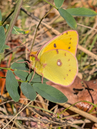 Clouded Yellow