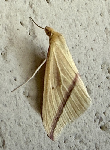 Vestal