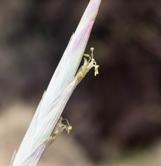 Tillandsia achyrostachys