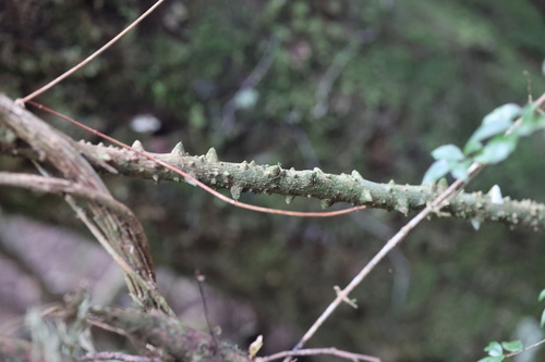 Zanthoxylum asiaticum observed 2026-10-15