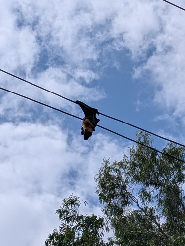 Pteropus conspicillatus observed 2026-10-16