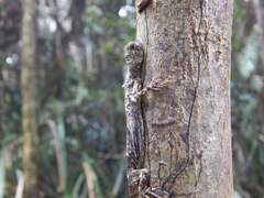 Draco quinquefasciatus