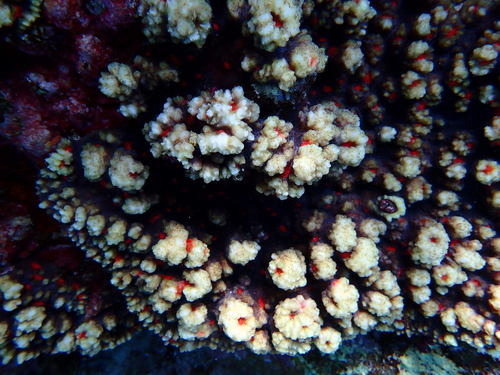 Echinophyllia aspera observed 2026-10-15