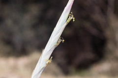 Tillandsia achyrostachys