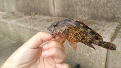 Sebastiscus marmoratus