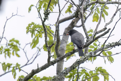 iNaturalist image