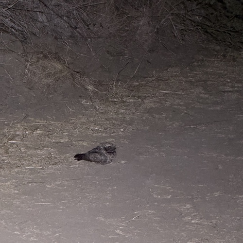 Common Poorwill