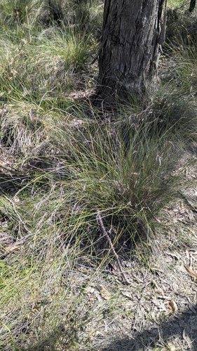 Lepidosperma semiteres, 2026-10-15