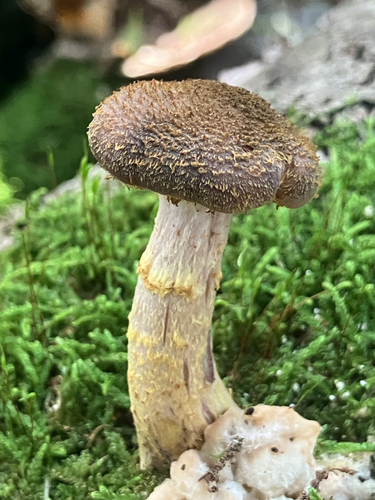 Bulbous Honey Fungus