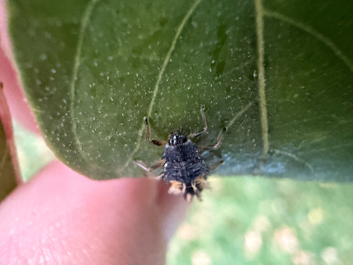 Asian Lady Beetle