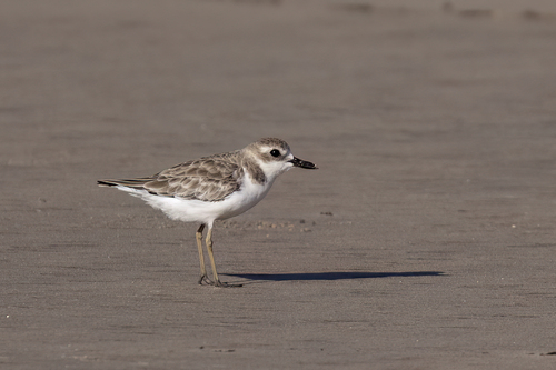 iNaturalist image