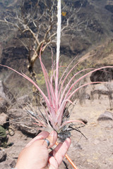 Tillandsia achyrostachys