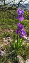 Iris pallida illyrica